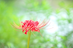 川面の彼岸花