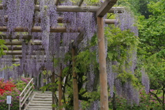 棚の藤花