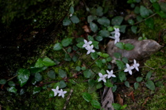 幹の根元に咲く小花