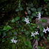幹の根元に咲く小花