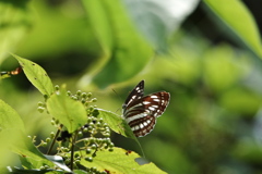 コミスジ見つけた