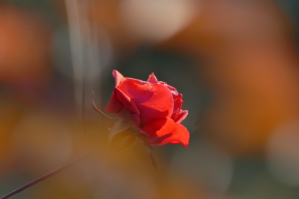 冬の薔薇