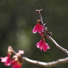 寒緋桜
