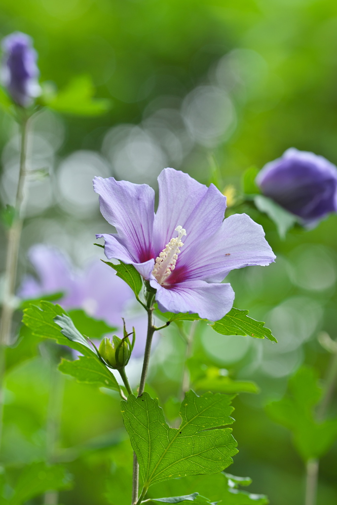ブルー・サティン