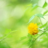 ヤマブキ　咲き始め