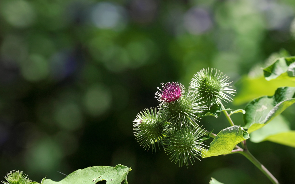 ごぼうの花