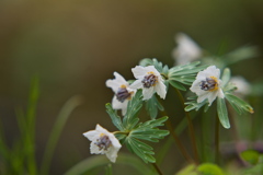 節分草 その1