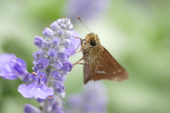 ♪この花｡｡｡綺麗～♪