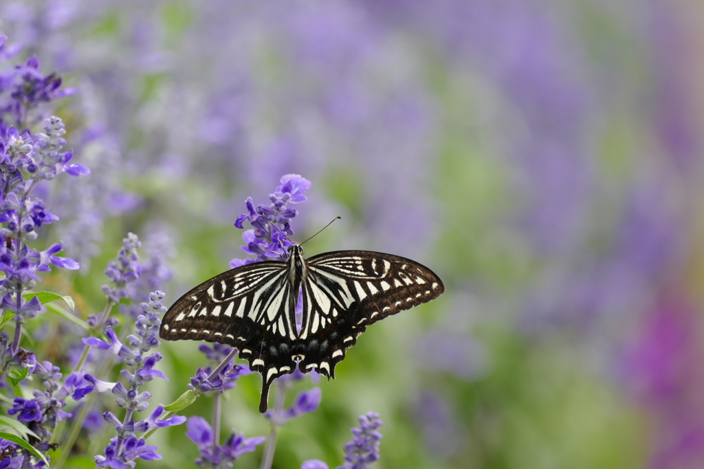 淡い花園ナミアゲハ ♂