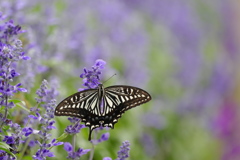淡い花園ナミアゲハ ♂