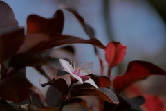 秋に咲く　ベニバスモモ