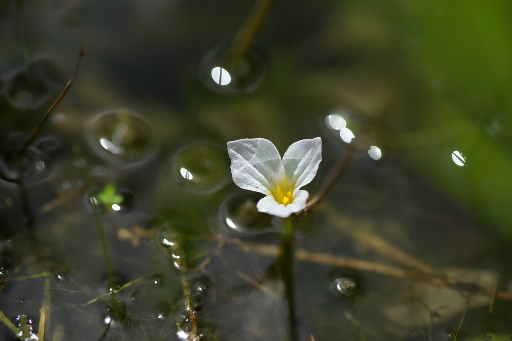 水草白花 (1)