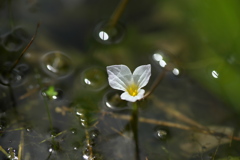 水草白花 (1)
