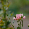 真夏の薔薇