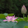 蓮の花
