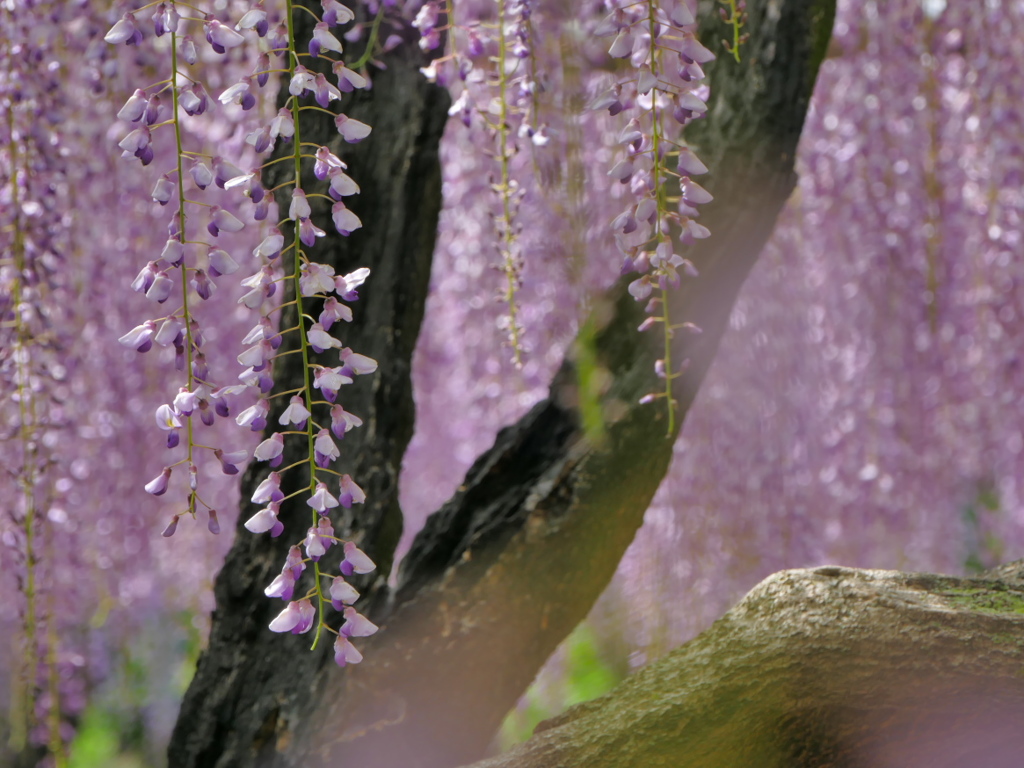 藤の花