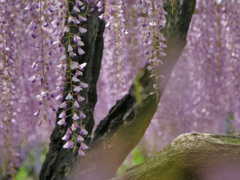藤の花