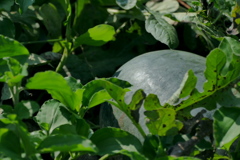 青いスイカ！＼(^o^)／