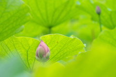 幾重もの葉屏風