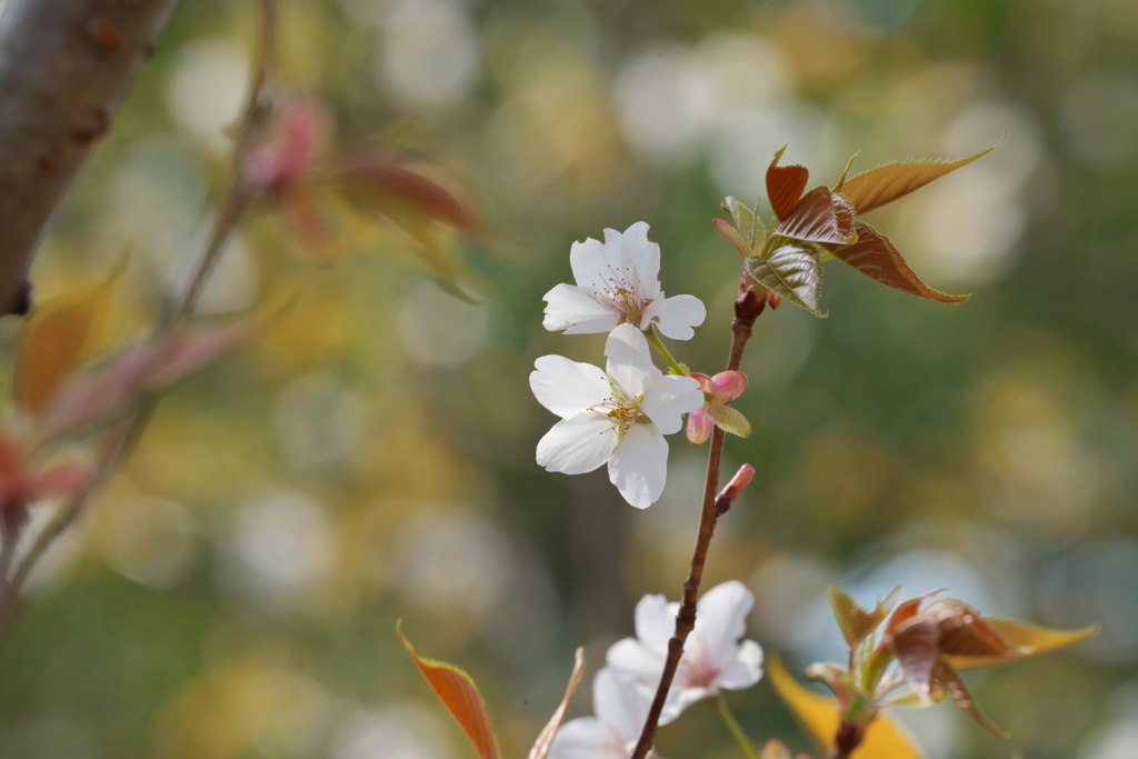 桜