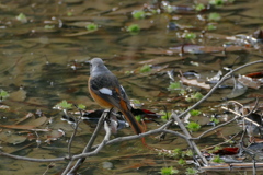 水辺の野鳥（4）ジョウビタキ