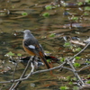 水辺の野鳥（4）ジョウビタキ