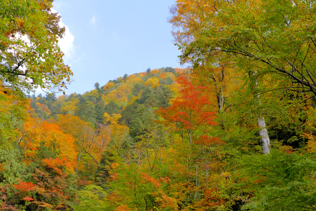 山の紅葉　（2）
