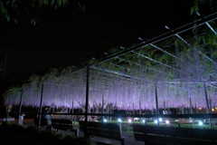 岡崎城（岡崎公園）宵の藤棚