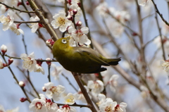 これウマ！！（＾＾）