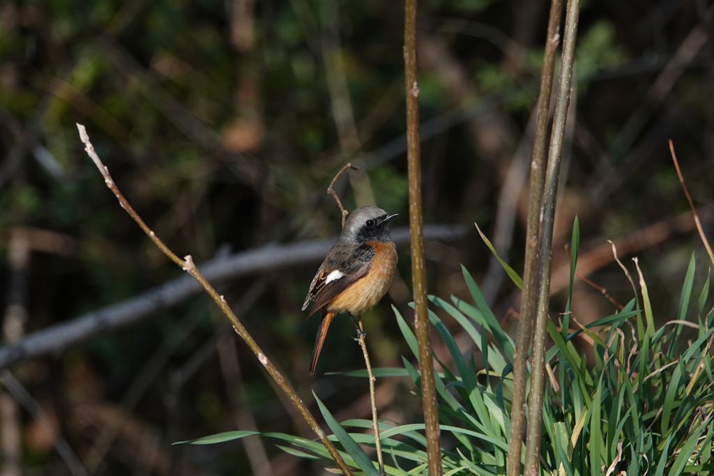 春の日ジョウビタキ