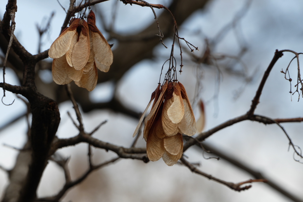 種｡｡｡カラコギカエデ (鹿子木楓)