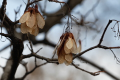 種｡｡｡カラコギカエデ (鹿子木楓)