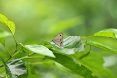 ヒメウラナミジャノメ