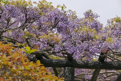 棚の藤花