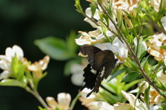 若花求めて