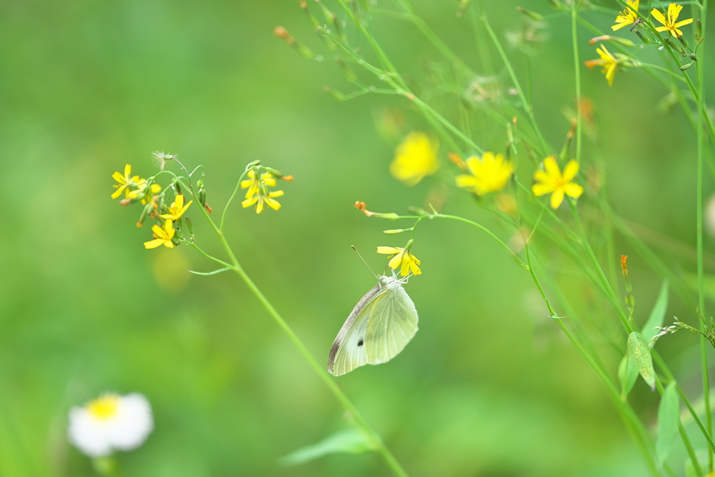 野花の蜜