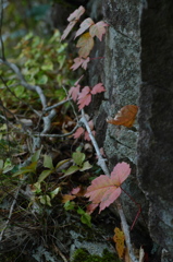 原生林の紅葉（1）