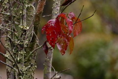 秋の葉ヤマボウシ