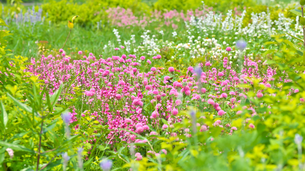 ♡花畑　？？？