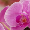 花開く