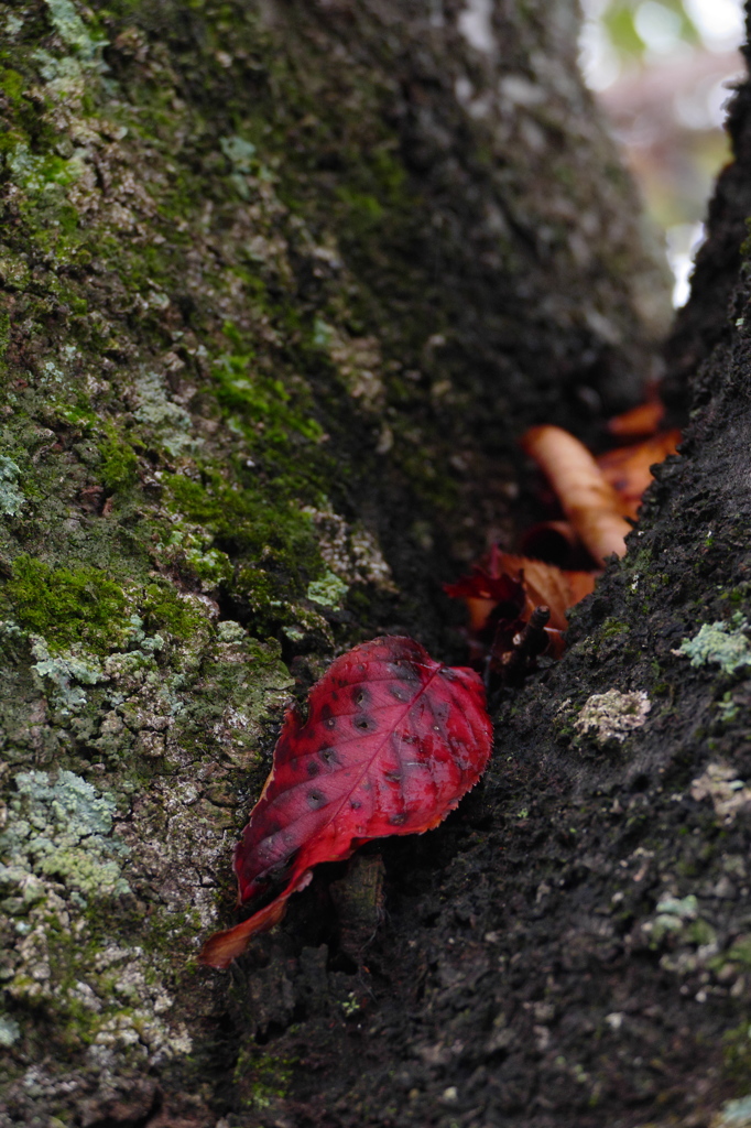 桜古木の紅葉（1）