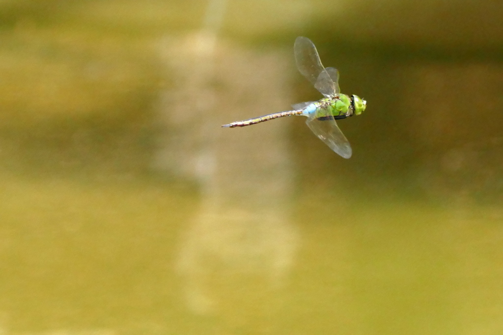 パトロール中！