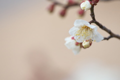 薄日の白梅