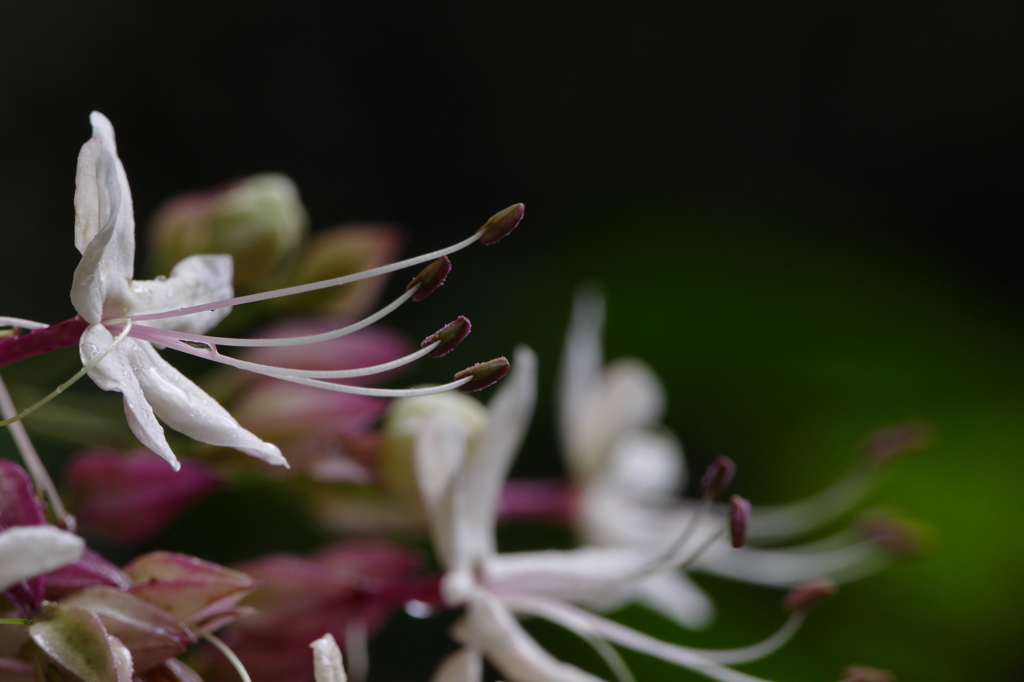 臭木の白花が見ているもの