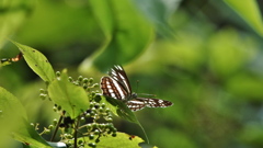 鬼さん、こっちよ