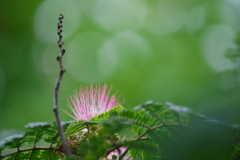 ネムノキの花