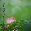 ネムノキの花