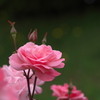 ピンクの薔薇