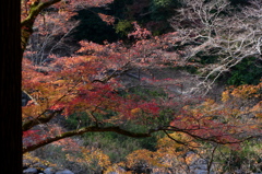 香嵐渓　遅れてきた秋色（8）