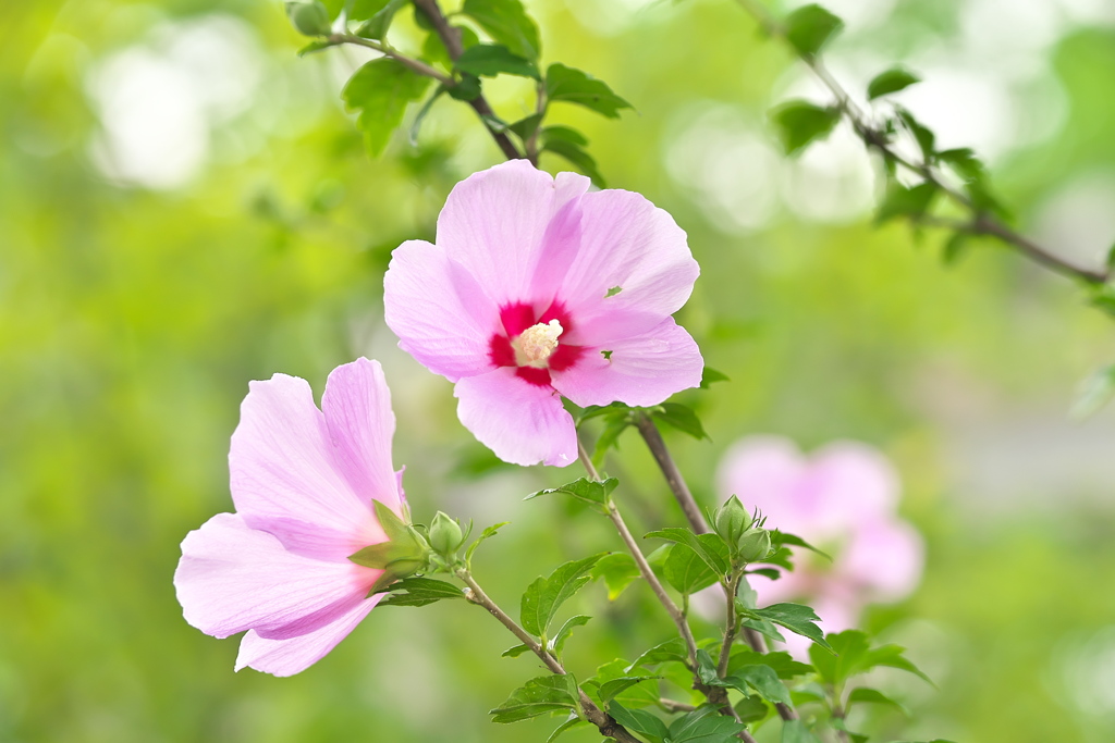 梅雨明けるかな